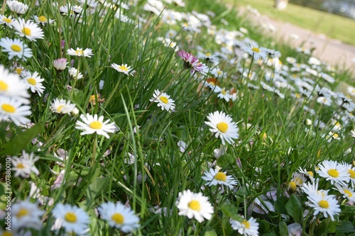 Gänseblümchen aus ungewöhnlicher Perspektive