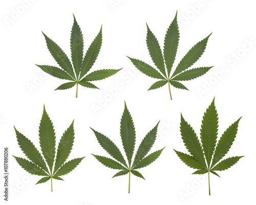 Set of cannabis leaves set