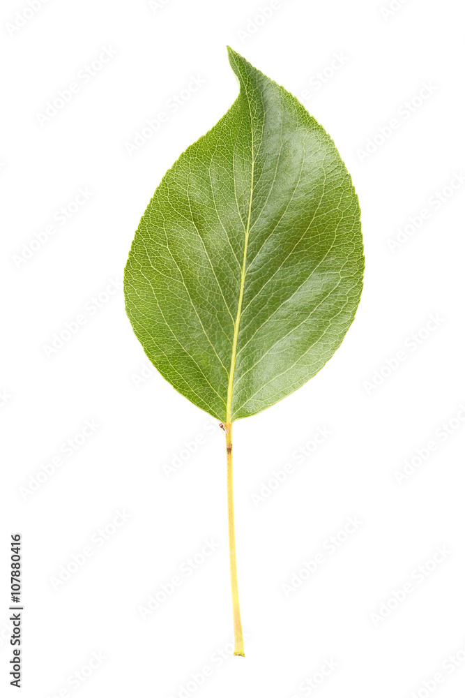 Obraz premium Green leaf isolated on a white