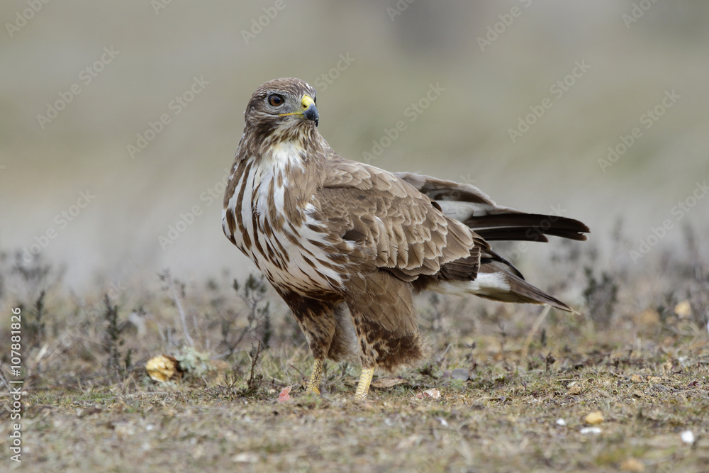 Buzzard (Buteo buteo) perched on the floor Buzzard (Buteo buteo) perched on the floor