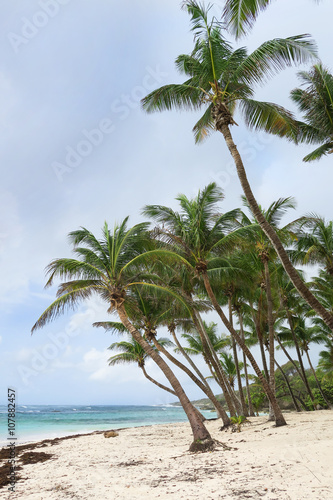 Fototapeta Naklejka Na Ścianę i Meble -  Palmen am Sand Strand mit Meer und Himmel in türkis und blau als Hintergrund