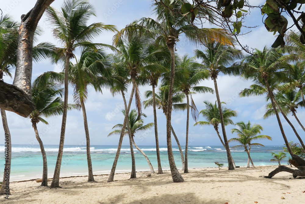 Palmen am Sand Strand mit Meer und Himmel in türkis und blau als Hintergrund
