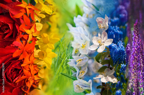 Colorful rainbow of flowers