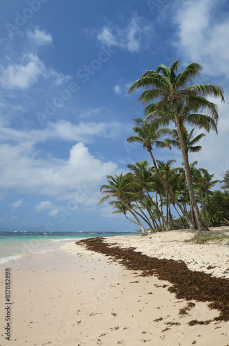 Fototapeta Naklejka Na Ścianę i Meble -  Palmen am Sand Strand mit Meer und Himmel in türkis und blau als Hintergrund