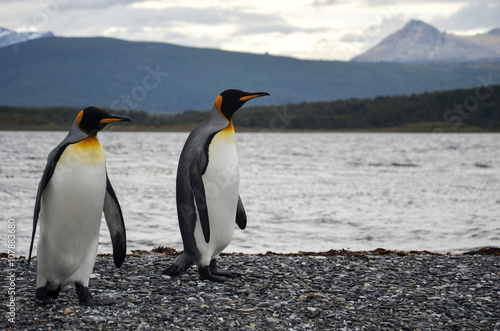 Penguin couple on a walk