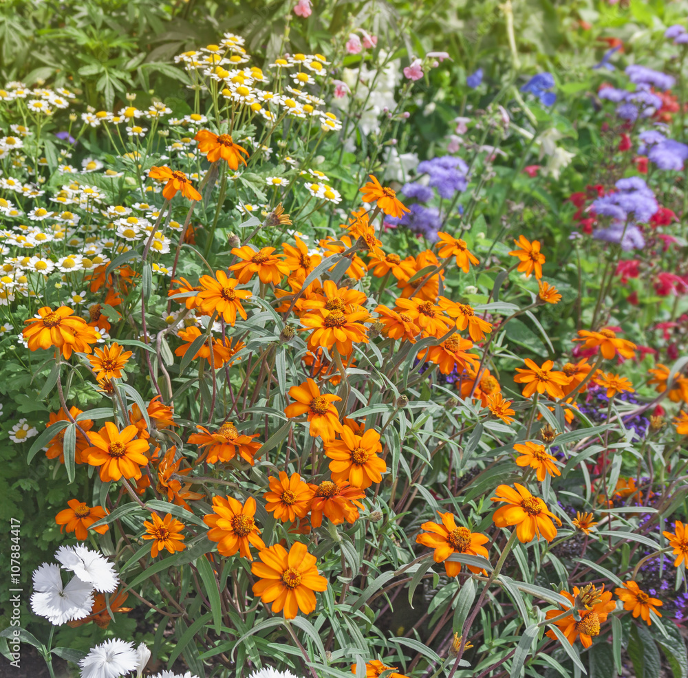 Beautiful garden flowers.