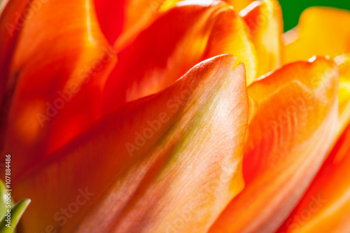 Natural beautiful tulip on green background