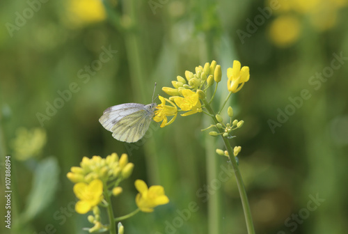 Butterfly on yellow flower   canola