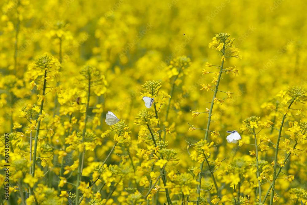 A field of flowering canola,attracts insects A field of flowering canola,attracts insects