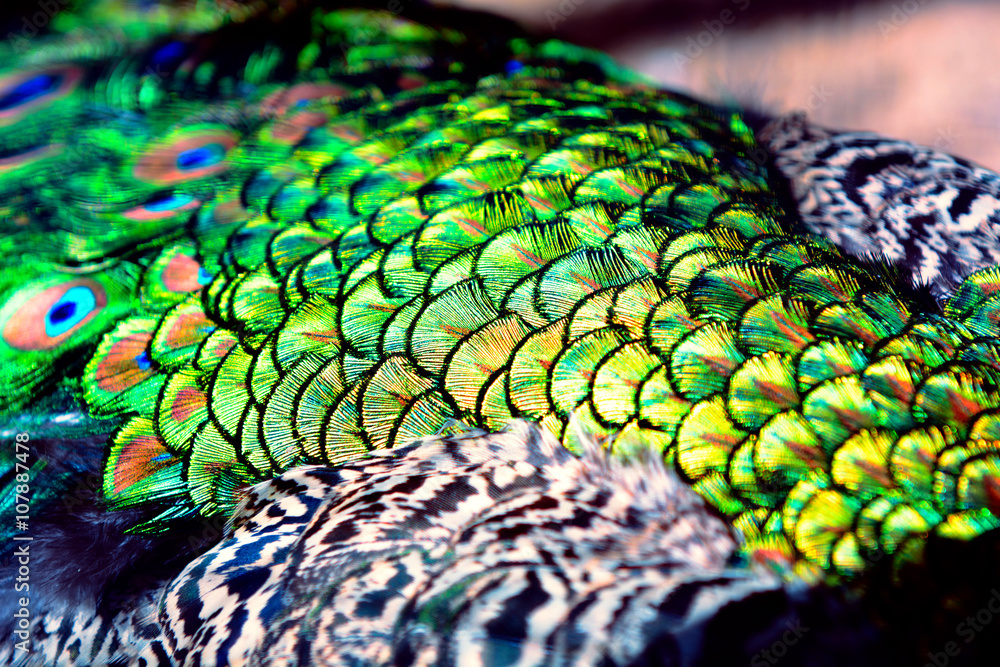 Fototapeta premium peacock and feathers blurred background