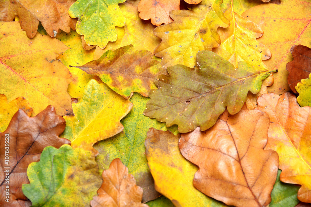 Background of several kinds of autumn leaves fallen to the ground