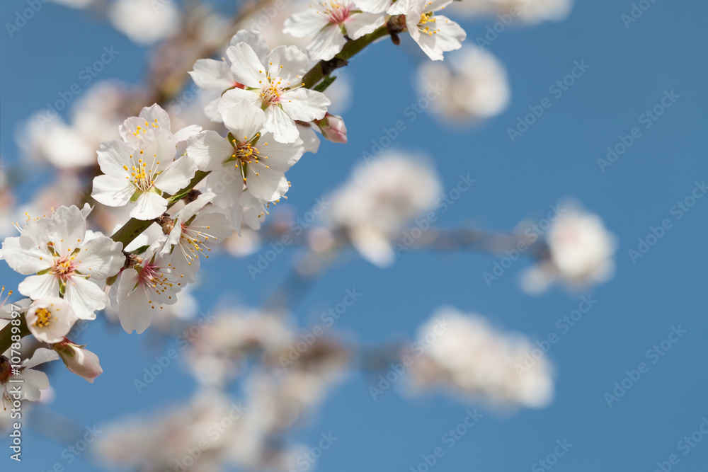Flowering almond Flowering almond
