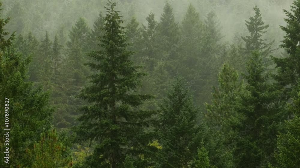 Rainy Forest Pacific Northwest Zoom Out Shot