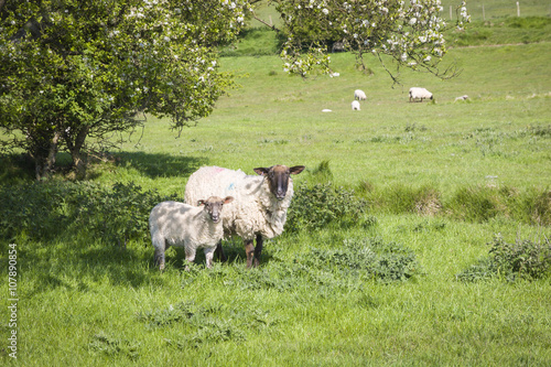 Grazing sheep with two lambs at a pasture in England