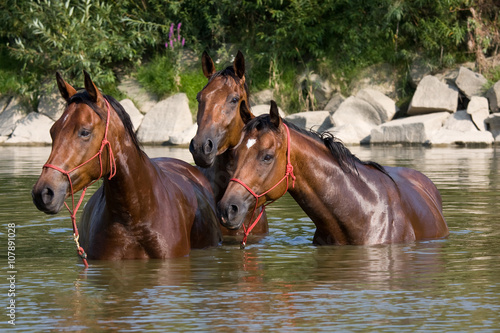 Three brown horses in the water