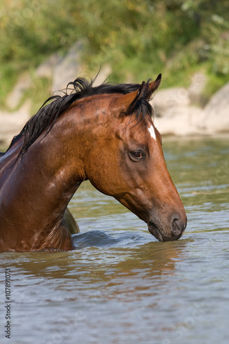 Nice brown horse standing in the water