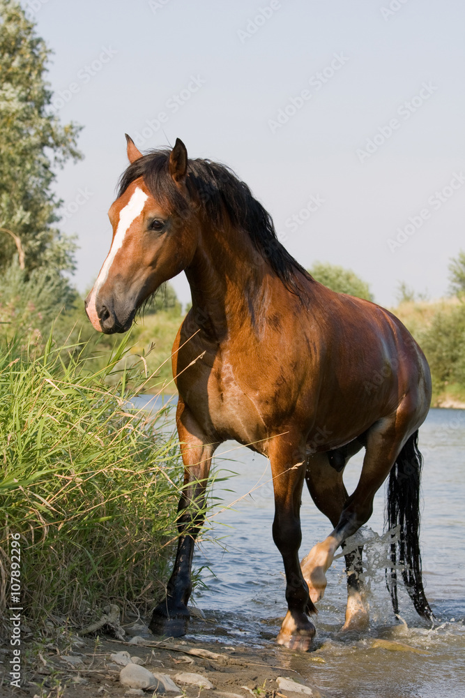 Nice brown horse in the water Nice brown horse in the water