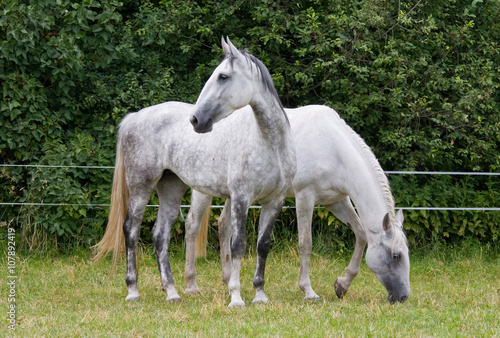 Two nice white horses in the pasture
