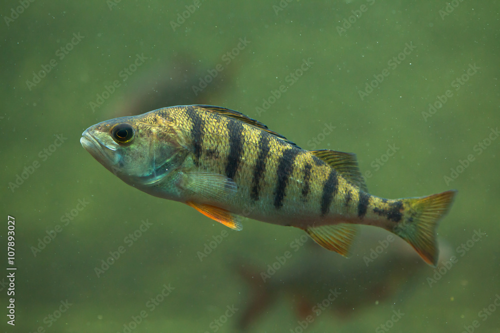 Naklejka premium European perch (Perca fluviatilis).