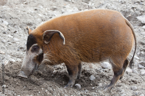 Red river hog (Potamochoerus porcus)