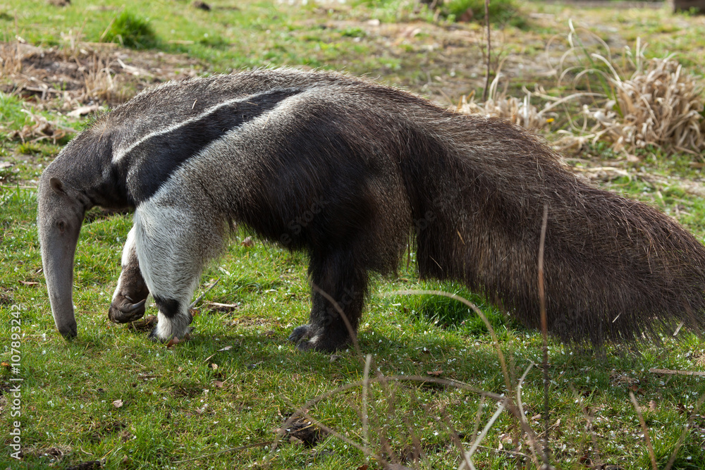 Giant anteater (Myrmecophaga tridactyla). Giant anteater (Myrmecophaga tridactyla).
