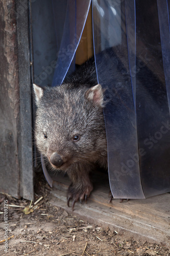 Common wombat (Vombatus ursinus).