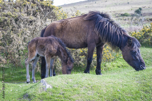Dartmoor Ponies (Equus ferus caballus) Grazing in the moor
