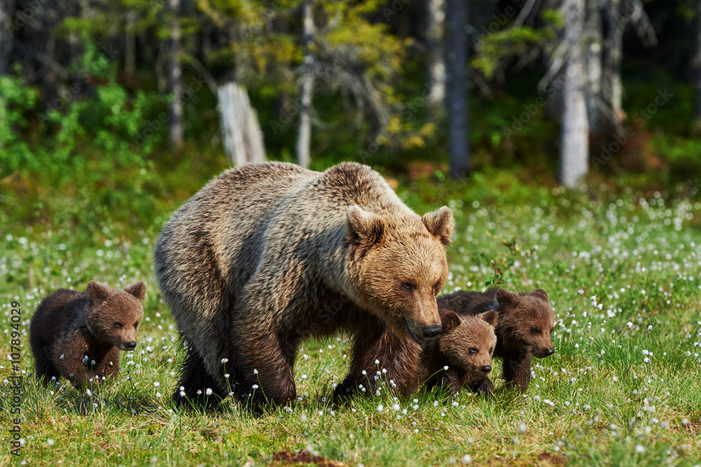 Fototapeta premium Mother brown bear and her cubs