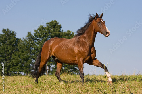 Brown horse running on the meadow © lenkadan