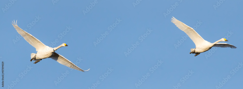 Naklejka premium Mit einem Halsring beringter Singschwan (Cygnus cygnus) im Flug