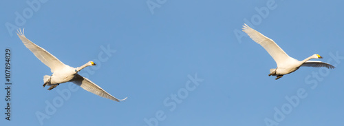 Mit einem Halsring beringter Singschwan (Cygnus cygnus) im Flug