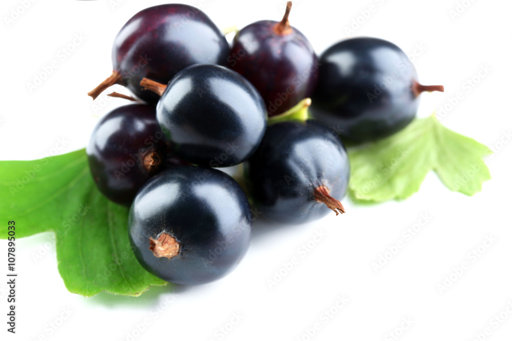 Wild black currant with green leaves isolated on white Wild black currant with green leaves isolated on white