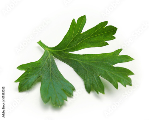 Fresh parsley isolated on white