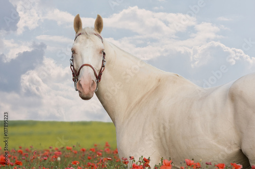 Portrait of posing horse in the poppy field