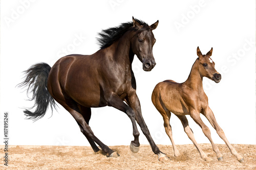Mare with foal running on white background