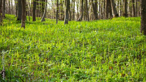 Spring  nature  beautiful Landscape and green Grass and Trees