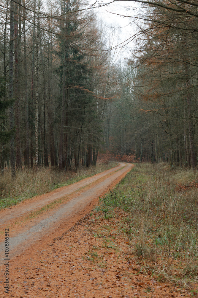 Naklejka premium country road in the forest on misty day