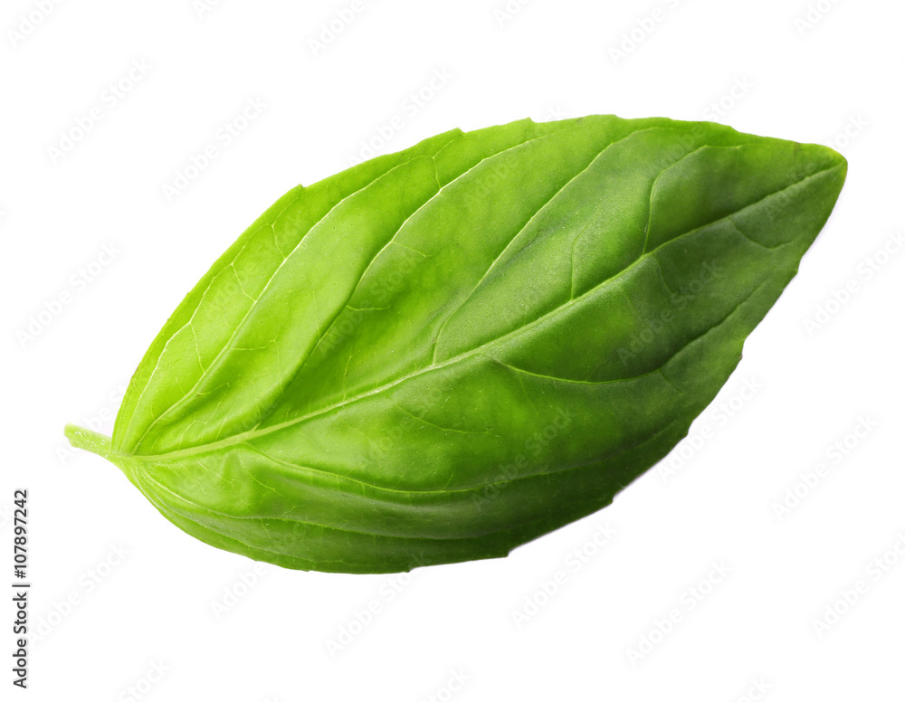 Fresh basil leaf isolated on white Fresh basil leaf isolated on white