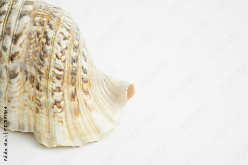 Detail of sea conch shell on isolated background
