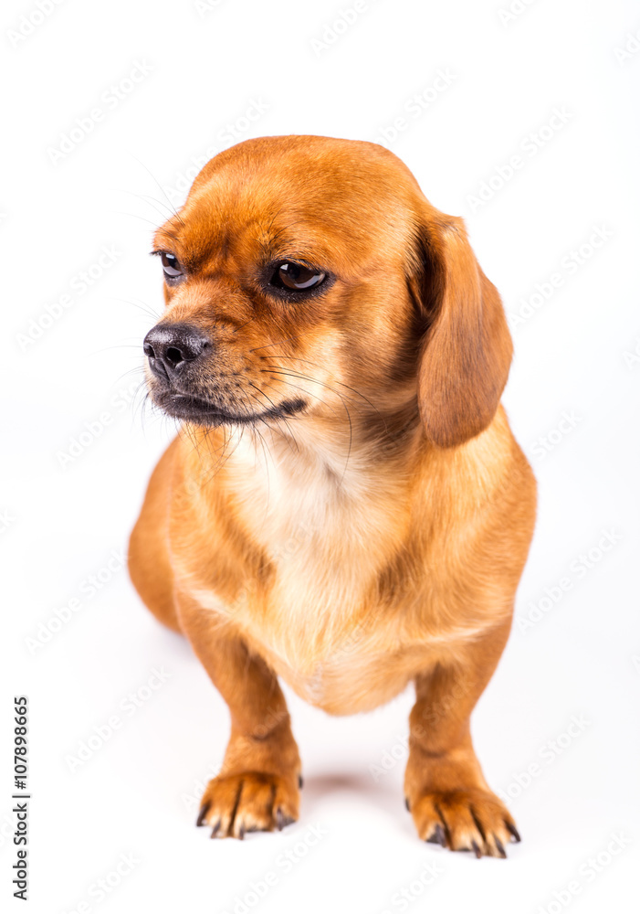 Studio portrait of the dog on the white background