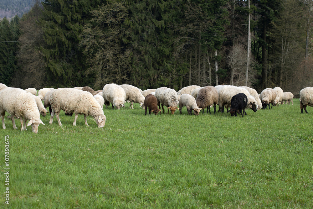 viele Schafe grasen auf einer Wiese