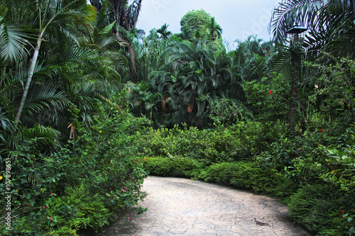 beautiful tropical park