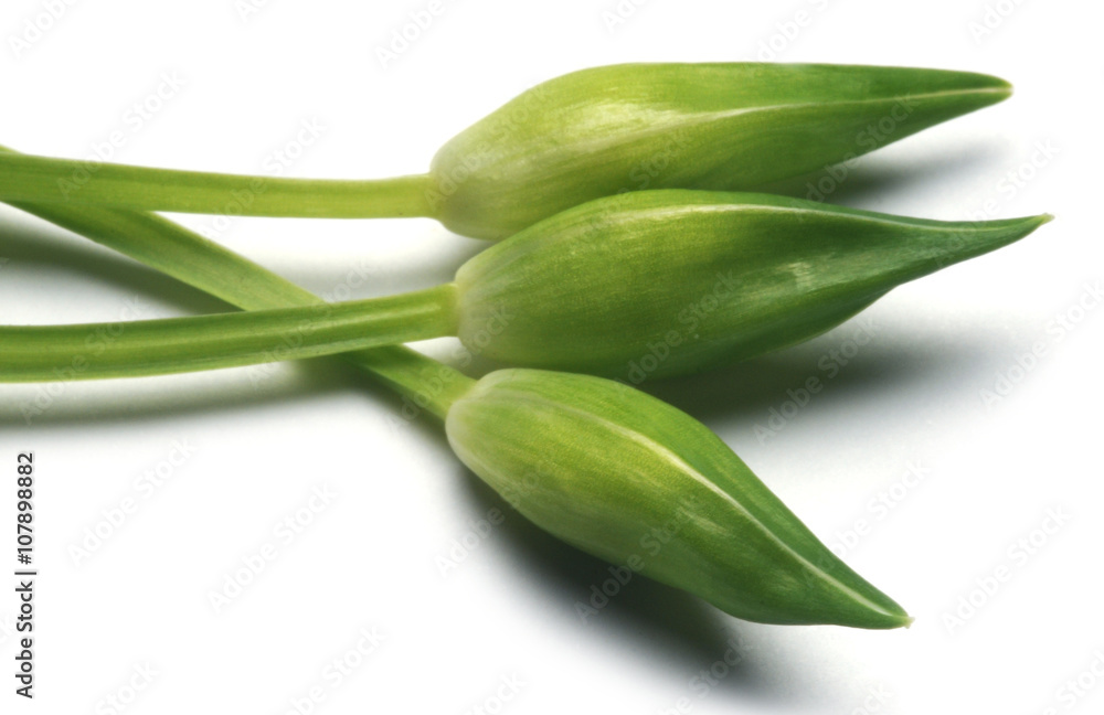 Allium Ursinum Karhunlaukka Ajo De Oso Bear Garlic Aglio Orsino 熊葱 Ramsons Cheremsha Buckrams Barlauch Ail Des Ours Czosnek Niedzwiedzi ثوم الدببة Wild Ursino Stock Photo Adobe Stock Allium Ursinum Karhunlaukka Ajo De Oso Bear Garlic Aglio Orsino 熊葱 Ramsons Cheremsha Buckrams Barlauch Ail Des Ours Czosnek Niedzwiedzi ثوم الدببة Wild Ursino Stock Photo Adobe Stock