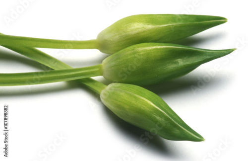 Allium Ursinum Karhunlaukka Ajo De Oso Bear Garlic Aglio Orsino 熊葱 Ramsons Cheremsha Buckrams Barlauch Ail Des Ours Czosnek Niedzwiedzi ثوم الدببة Wild Ursino Stock Photo Adobe Stock