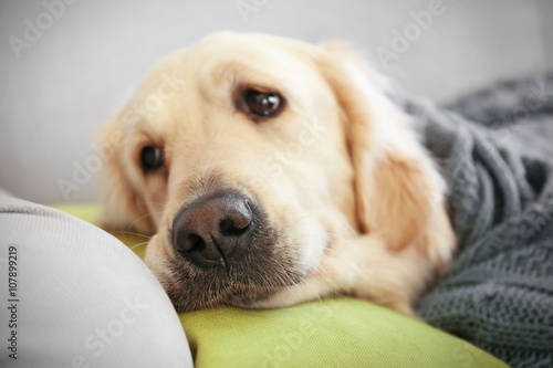 Golden retriever lying under the blanket on a sofa at home © Africa Studio