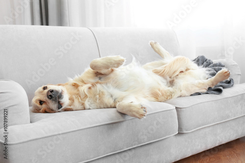 Canvastavla Golden retriever lying on a sofa at home