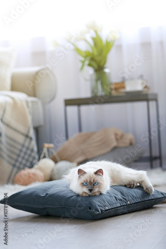 Color-point cat lying on a pillow in living room
