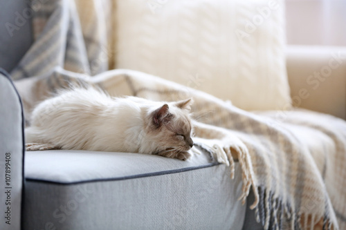 Fototapeta Color-point cat lying on a sofa in living room