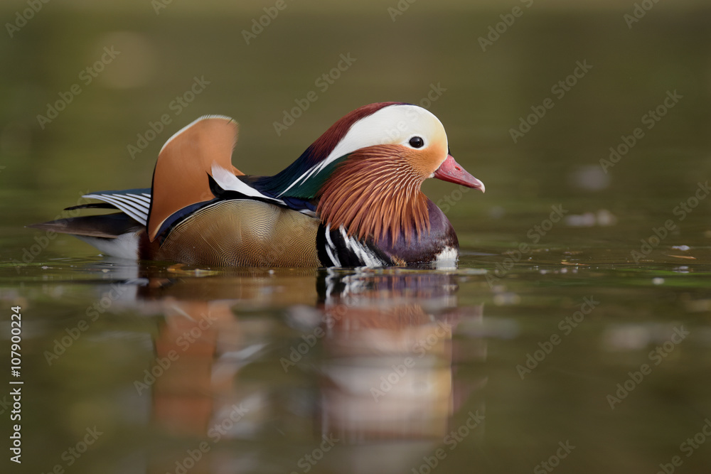Mandarin Duck, Duck Mandarin Duck, Duck
