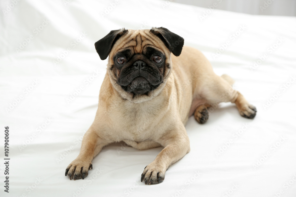 Pug dog lying in bed Pug dog lying in bed